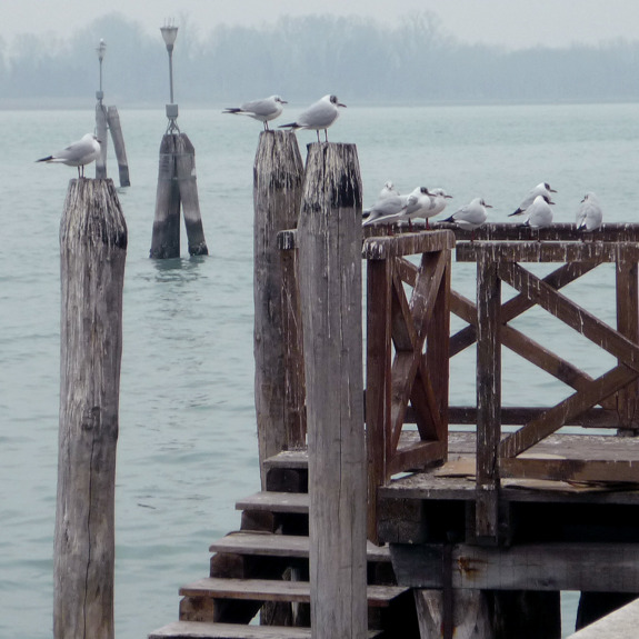 Fiskmåsar på en pir.