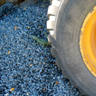 Krokodilen sitter vid ett traktordäck.