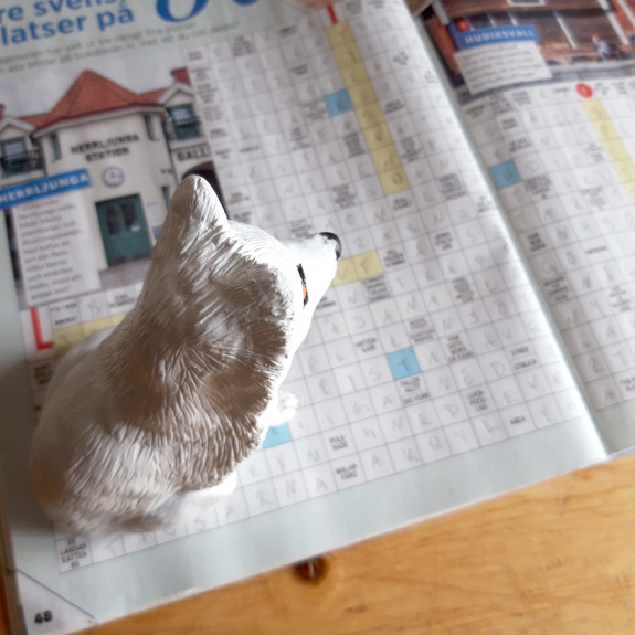 Fjällräven löser korsord.