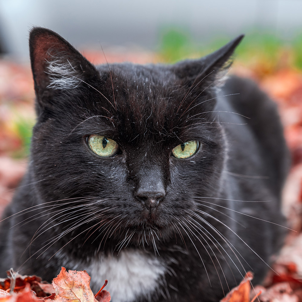 Katt (1)