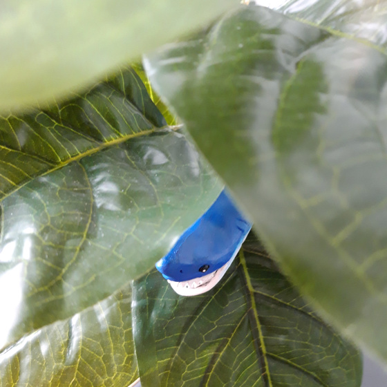 Hajen gömmer sig i en blomma.