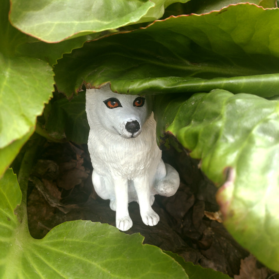 Fjällräven som gömmer sig bland blad.