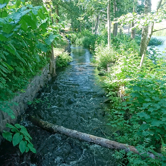 En å med buskar och träd runt.