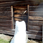 Fjällräven utanför en stuga.