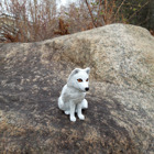 Fjällräven på en sten.