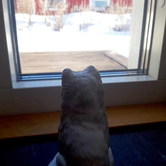 Fjällräven tittar ut genom ett fönster.