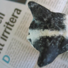 Katten läser tidningen.