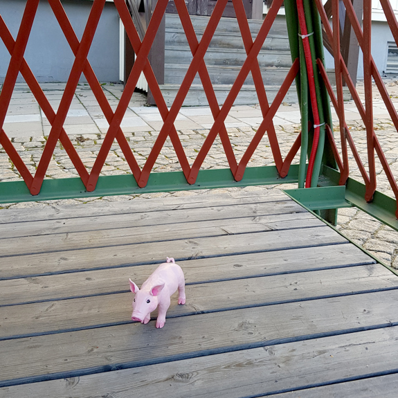 Närbild på grisen i en telefonkiosk.