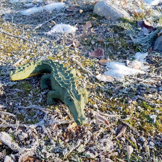 Närbild på krokodilen i en stencirkel.