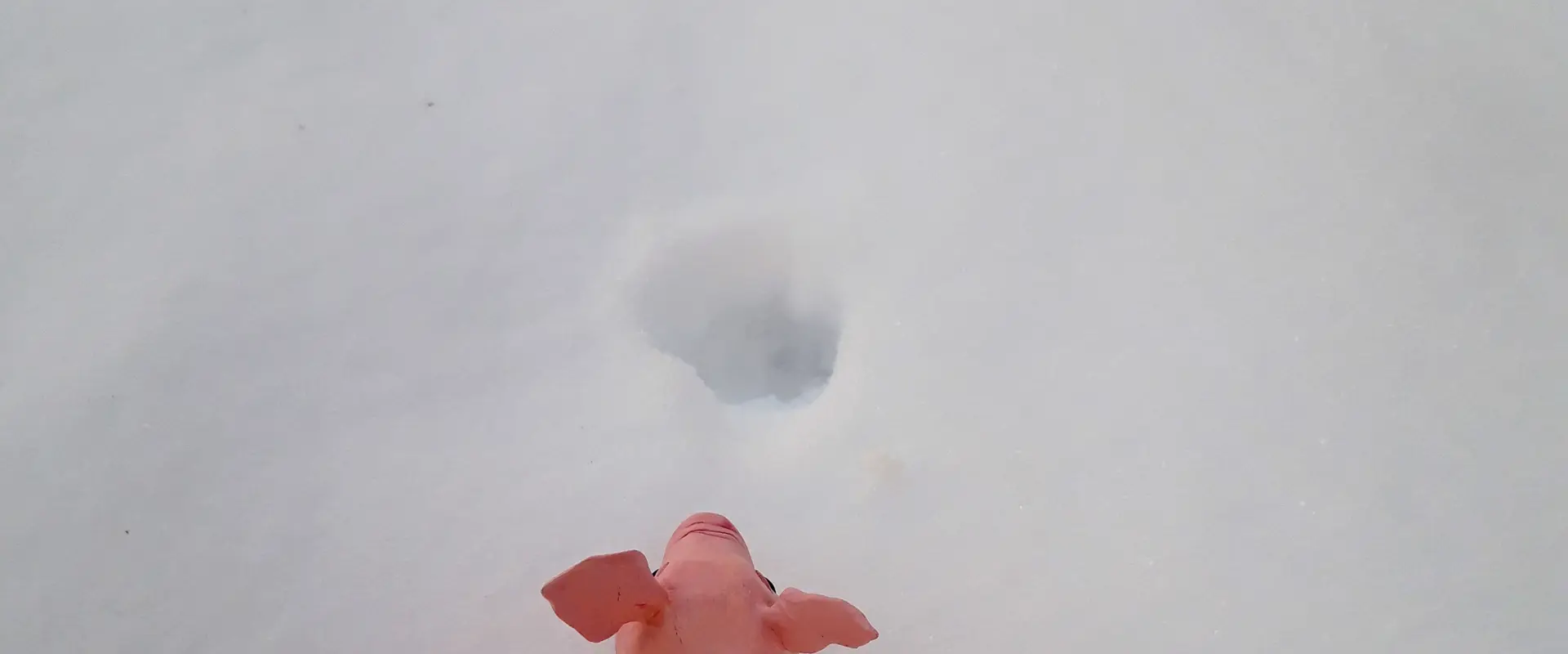 Grisen tittar på spår i snön.